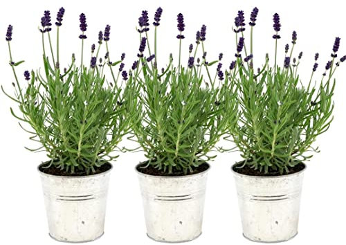 Plants by Frank - Set von 3 Echter Lavendel Pflanze im Dekotopf 'Old Look' - 3 x Lavandula Angustifolia Felice ® 13 cm Topf - Lavendel pflanze winterhart - Frisch aus der Gärtnerei Geliefert