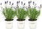 Plants by Frank - Set von 3 Echter Lavendel Pflanze im Dekotopf 'Old Look' - 3 x Lavandula Angustifolia Felice ® 13 cm Topf - Lavendel pflanze winterhart - Frisch aus der Gärtnerei Geliefert