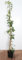 Actinidia arguta 'Issai' 100-150 cm, Kiwibeere, weiße Blüten Mai-Juni, ideal für Spaliere, selbstfruchtend, winterhart, pflegeleicht