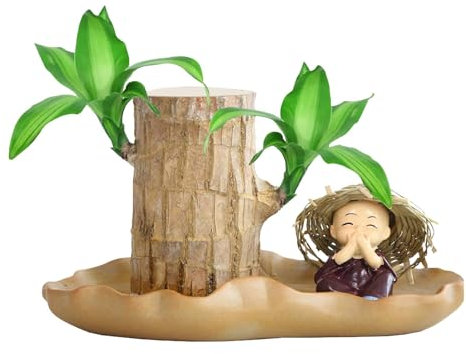 Brazil Lucky Wood - Pianta In Legno Brasiliano | Germogliare Legno Fortunato | Legno Portafortuna In Ceramica | Ceppo Di Legno, Pianta In Vaso, Piante Fortunate Da Interno Per Deskt