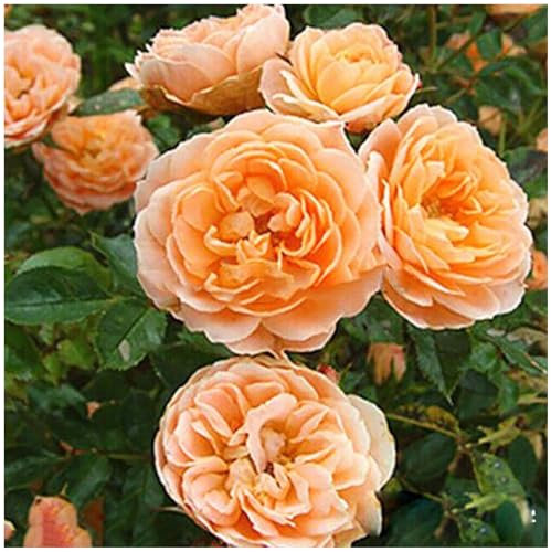 100 Graines de Rosier Grimpant à Croissance Rapide, Fleurs Parfumées Multicolores, Plantes Vivaces pour Balcon Jardin Mur Végétal, Cadeau Jardinage (Orange)