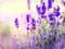Large Glass Worktop Saver | Cutting Board - Lavender Flowers - 50 x 40cm by Pearl Glass