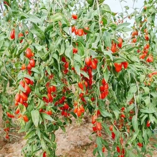 350 pcs goji beeren kaufen samen - balkon deko zimmerbonsai bonsai Lycium chinense,Wolfsbeere Wolfsbeeren,Gojibeere gewächshaus balkon kübelpflanzen winterhart mehrjährig hochbeet balkon