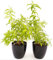 POWERS TO FLOWERS - LIMONCINA BIO, CEDRINA, LIPPIA CITRIODORA, 2PIANTE, Piante Vere