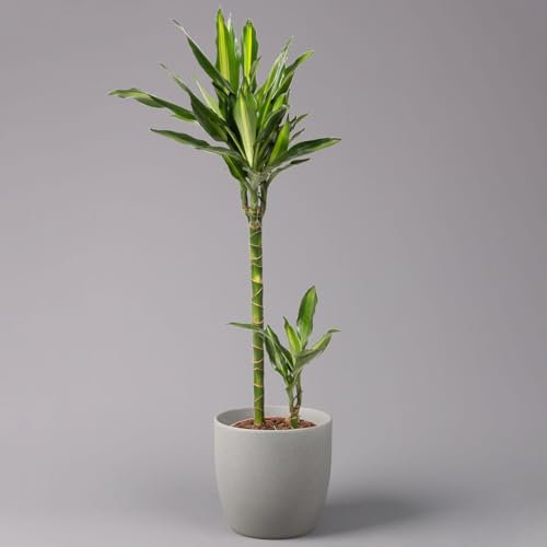 Duftender Drachenbaum 'Cintho', Topf-Ø 19 cm, Höhe ca. 45 cm
