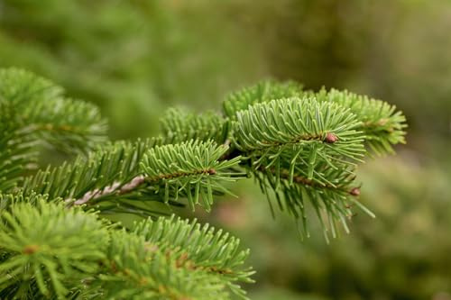 Nordmanntanne 80-100 cm Ballen Abies nordmanniana Weihnachtsbaum winterhart | Abies nordmanniana, kegelförmig, 200-300 cm Endhöhe, sonnig bis halbschattig, Sichtschutz, Weihnachtsbaum