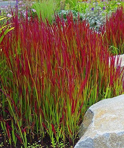 Grass Perennial Imperata Cylindrica 'Red Baron' 90mm Pot Plants Pack x3