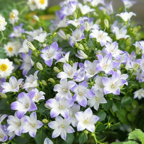 300 Pcs Glockenblume Winterhart Samen - Campanula Medium - Wiesensaatgut, Garten Geschenk, Schattenpflanzen Glockenblume Samen, Blumendeko, Pflanzen Für Sonnige Plätze Ausgefallene