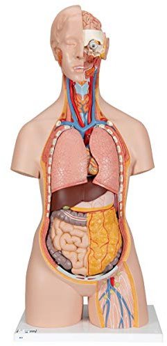 3B Scientific Classic-Torso-Modell, klassische Ausführung, geschlechtsneutral, offener Nacken/Rücken, 18-teilig + kostenlose Anatomie App - 3B Smart Anatomy