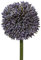 Gasper künstliche Allium Kugelblüte lila H. 64cm Blüte D. 11cm Kunstblume