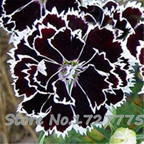. A Pack 200 Pz Piante di garofano nero Balcone Cortile in vaso Giardino Piante piante Rosa Dianthus Caryophyllus Fiore bonsai: Nero