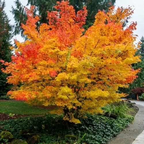 Acero rosso giapponese Acero palmatum Sango Kaku pianta in vaso Ø22 cm h. 80/120 cm Vivaio di Castelletto