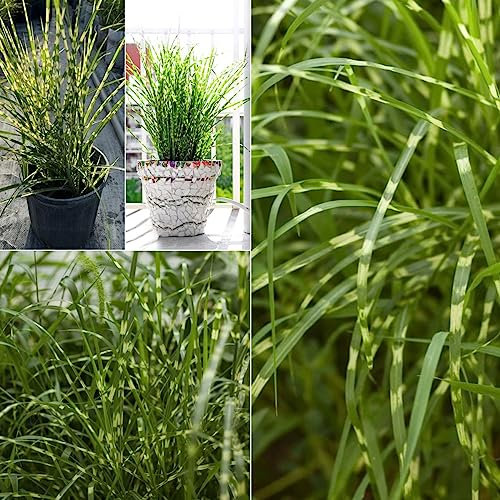 500 pcs zebragras winterhart mehrjährig samen - dekoration wohnzimmer gartenpflanzen,Miscanthus sinensis,Ziergras seed dachbegrünung winterharte stauden dekopflanzen wilder wein winterhart