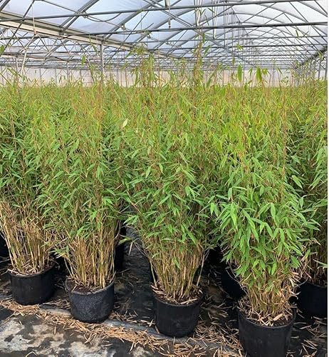 Fargesia murieliae 'Jumbo' 150-175 cm - Gartenbambus, immergrün, ideal als Sichtschutz, winterhart, pflegeleicht, nicht invasiv