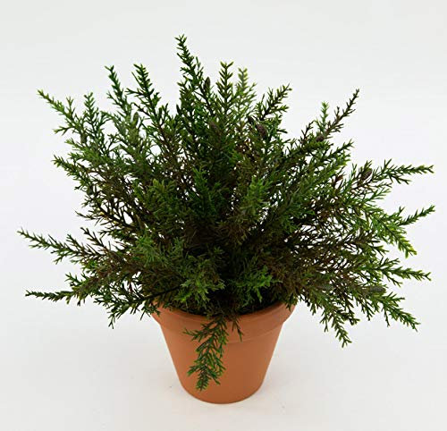 Seidenblumen Roß Koniferenbusch 26cm -ohne Topf- DP - Konifere Thuja Kunstbaum Kunstpflanzen künstliche Busch Pflanzen