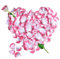 Jonami Rosenblätter, 3000 Seide Weiss Rosa Rosenblüten, Romantisch Deko, Dekoration für Romantische Atmosphäre, Heiratsantrag, Valentinstag Deko und Hochzeit