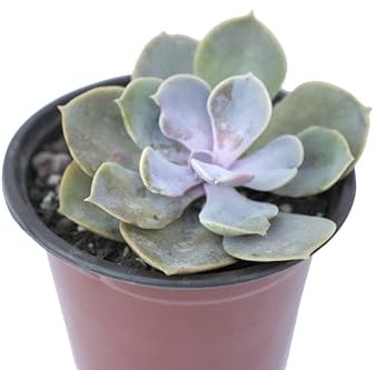 pianta vera di Echeveria Perla di Norimberga pianta grassa fiorita rosa