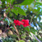200 piezas semillas de plantas de interior de flores púbicas, Aeschynanthus, semillas de flores, semillas de plantas de interior Semillas de flores perennes, plantas perennes resistentes,