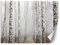 Feeby Papier Peint Intisse Nature Arbres 300x210 cm gris Moderne Panoramique XXL Photo Mural Muraux Chambre Bureau Salle Forêt De Brouillard De Bouleau