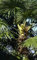 Kanarische Dattelpalme 50 x Samen Phoenix canariensis - Palmensamen -