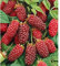 Rubus TAYBERRY (1 PIANTA)