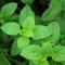 Semillas de menta 3200x