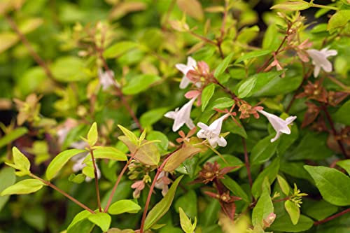 Abelia x grandiflora 30-40 cm – Winterhart, Mehrjährig, Pflegeleicht – Glanzabelie – Heckenpflanze für Garten & Sichtschutz