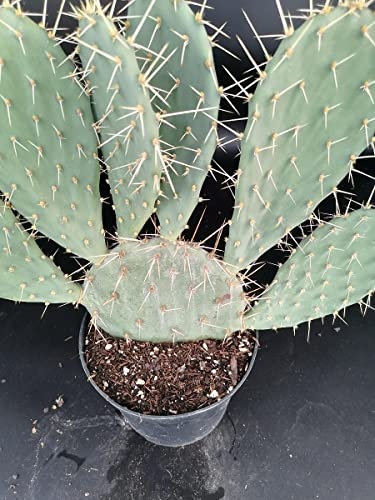 Opuntia phaeacantha/Opuntia à aiguilles de feu/Conteneur de 2 à 2.9 litres/Cactée