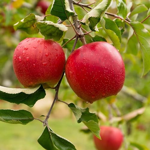 Malus Red Sensation - Pommier 80 cm en Colonne en Pot - Plante En Pot - Floraison Avril - Hauteur 120cm