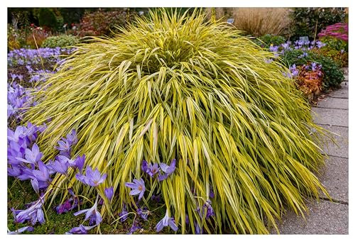 Stauden Gänge 1 x Hakonechloa macra 'Aureola' im 1 Liter Topf (Ziergras/Gräser/Staude/Winterhart/Bodendecker/Mehrjährig) Japanisches Gold Berggras - Goldgestreifte Harmonie für zeitlose Gärten
