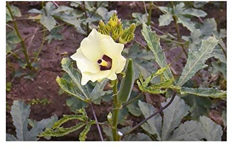 Stk - 20x Abelmoschus esculentus Okra Gemüse-Eibisch Pflanzen - Samen A295 - Seeds & Plants Shop by Ipsa