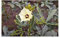 Stk - 20x Abelmoschus esculentus Okra Gemüse-Eibisch Pflanzen - Samen A295 - Seeds & Plants Shop by Ipsa