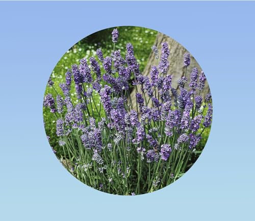 300 Graines de Lavande Vraie Bleue Plante Aromatique, Mellifère et Relaxante pour Jardin et Balcon facile à cultiver