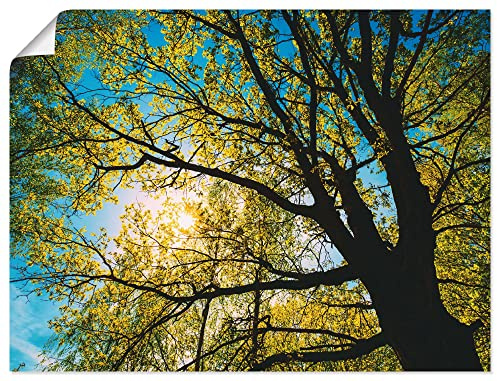 ARTLAND Wanddeko Poster & Kunstdrucke Wandposter 80 x 60 cm Bäume Foto Grün Frühling Sonne Baumkrone Eiche B6UT