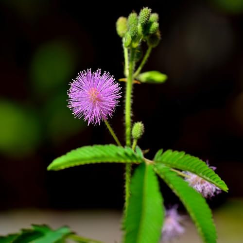 100 pcs mimosen pflanzen samen, bienenfreundliche blumensamen, garten geschenk, mimose mimosen samen (Mimosa pudica) gartenpflanzen, stauden winterhart schnittblumen, exotische pflanzen
