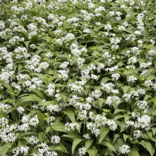 100 Pc Semillas De Ajo Silvestre - Allium Ursinum - Hierbas De Jardín, Verduras De Invierno Semillas De Plantas De Ajo Silvestre, Balcón De Invernadero, Plantando Hierbas Cobertura