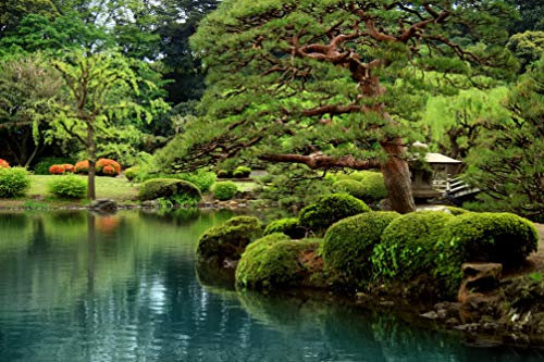 BONZAI GARTEN Fototapete VLIES-250x186 cm (457A)-Natur Wald Bäume Landschaft Pflanzen Blumen Wandtapete-Inkl. Kleister-Vliestapete Bild Dekoration Wand-Dekor Moderne Motiv-Tapete Panorama Poster XXL