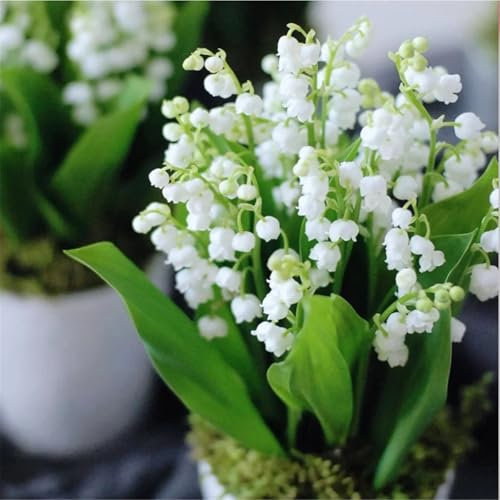 Hardy Perennial,Lily of The Valley Plants UK, Excellent Display-10bulbs-A