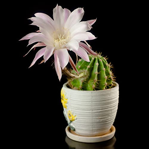 Samen Kaktus Pflanze Deko Cactus Kakteen Bonsai Topf Sukkulenten Fleischfressende Pflanzen Plant Exotische Dekoration Winterfeste Pflanzen FüR Balkon Steingartenpflanzen 20Stück
