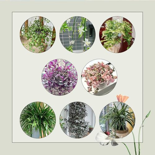 100 Pcs Grünlilie Kaufen Samen - Chlorophytum Comosum - Herbst Dekoration, Winterharte Pflanzen Für Garten Grünlilien Grünlilie Zimmerpflanze Echt Samen, Balkonpflanzen Bio Saatgut
