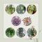 100 Pcs Grünlilie Kaufen Samen - Chlorophytum Comosum - Herbst Dekoration, Winterharte Pflanzen Für Garten Grünlilien Grünlilie Zimmerpflanze Echt Samen, Balkonpflanzen Bio Saatgut