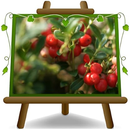 EURO PLANTS VIVAI Mirtillo Rosso var Howes - Pianta da Frutto Antico su Vaso da 20- Altezza 40-50 cm - 2 Anni