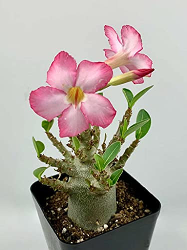 Rosa del deserto pianta vera,Splendidi Colori/deserto pianta-2,2Bulbis