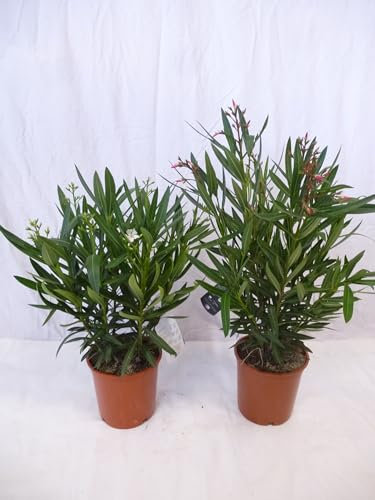 [Palmenlager] - 2er SET Oleander 70/90 cm - Strauch - WEIß + PINK - Nerium oleander - mediterrane Pflanze