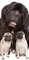 Bilderdepot24 Türtapete Neufundländer und Mops 90 x 200 cm - einteilig Türaufkleber Türfolie Türposter – Hund Tier Hundebild Haustier