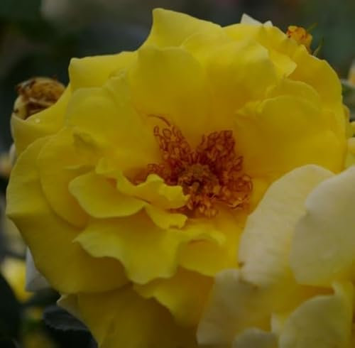 Rosa Lichtkönigin Lucia® - Strauchrose - Kordes-Rose