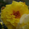 Rosa Lichtkönigin Lucia® - Strauchrose - Kordes-Rose