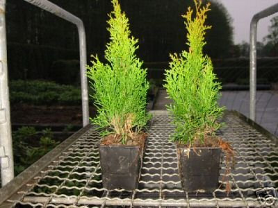 Thuja Lebensbaum Smaragd Topfballen 25-30 cm 150 St. Hecke Heckenpflanze