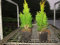 Thuja Lebensbaum Smaragd Topfballen 25-30 cm 150 St. Hecke Heckenpflanze