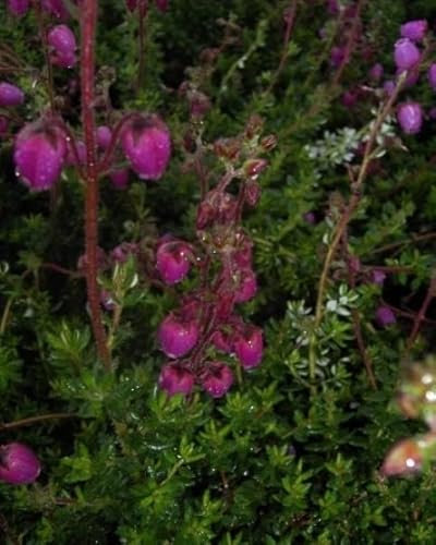 Daboecia scotica William Buchanan - Irische Heide - Schottische Heide Verpackungseinheit 1